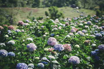 Wall Mural - blooming hydrangea flower field garden