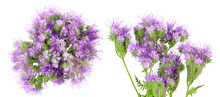Phacelia Flower Isolated On White Background With Full Depth Of Field. Top View. Flat Lay
