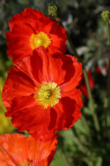 Wall Mural - beautiful red poppies, closeup