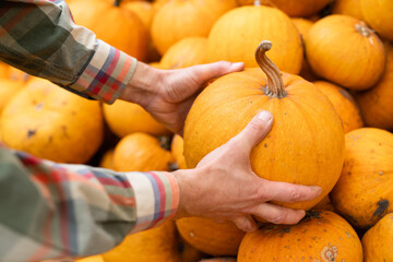 Poster - Farmer takes a pumpkin from a pile of pumpkins