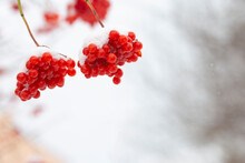 Winter Frozen Viburnum Under The Snow. Viburnum In The Snow. Red Berries. Wonderful Winter