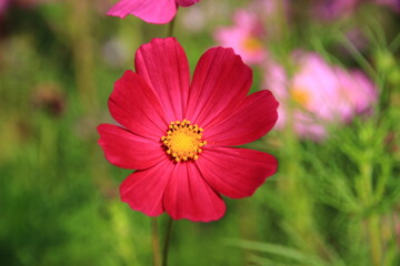 red cosmos flowers in the garden.Macro image.