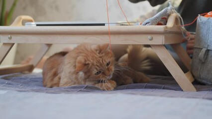 Wall Mural - Curious ginger cat looks on sunbeams. Fluffy pet is playing with orange thread of yarn. Tray with laptop at cozy home.