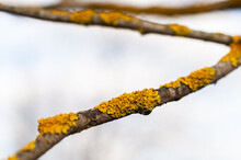 The Trunk Of The Tree Is Covered With Yellow Lichen, And Fungus. Sick Young Tree.