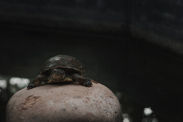 Small turtle on rocks in a green water pond