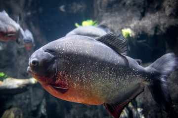 Piranha in a river