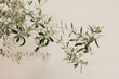 Leinwandbild Motiv Olive tree branches on neutral pastel beige wall