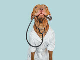 Fototapeta Konie - Lovable, pretty puppy, wearing a doctor's coat and holding stethoscope. Preparing for a veterinary appointment. Close-up, indoors. Studio photo. Pets care concept