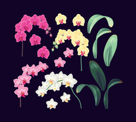 Wall Mural - Vector set of high detailed orchid branches