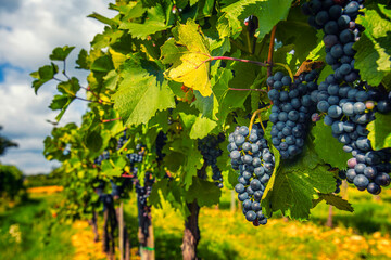 Wall Mural - blue merlot grapes in green vineyard