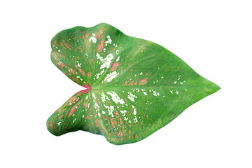 Sticker - caladium bicolor leaves on a white background  