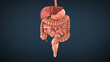 Anatomy of human digestive system