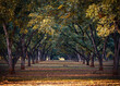 autumn in a Perry , Georgia pecan tree grove or orchard