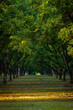 autumn on GA pecan orchard front lit and dark in background with rows of trees into the distance in vertical framing	