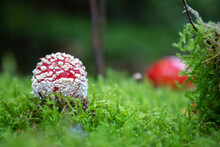 Close-up Of A Small Red Toadstool In The Moss