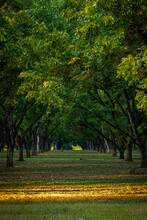 Autumn On GA Pecan Orchard Front Lit And Dark In Background With Rows Of Trees Into The Distance In Vertical Framing	