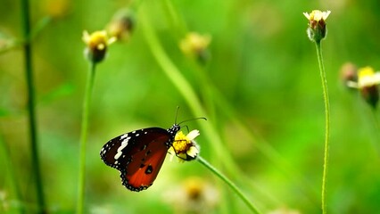 Wall Mural - HD 1080p 250fps slow motion Thai beautiful butterfly on meadow flowers nature outdoor