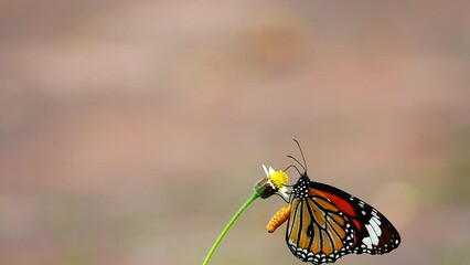 Wall Mural - HD 1080p 250fps slow motion Thai beautiful butterfly on meadow flowers nature outdoor