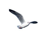 Seagull Flying. Seagull Isolated On Blue Sky Background. Clipping Path.