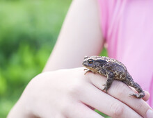 A Little Green Frog In A Child's Hand.