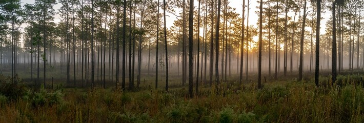 Wall Mural - Forest surrounded by dense trees