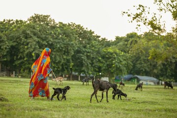 Sticker - Group of black goats grazing on green grass in the meadow with female goatherd in India