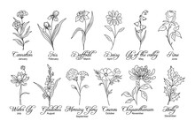 Set Of Flower Line Art Illustrations. Carnation, Daffodil, Daisy, Lilies, Gladiolus, Chrysanthemum, Cosmos, Holly Hand Drawn Black Ink Sketch. Birth Month Flowers. Transparent Background. PNG.