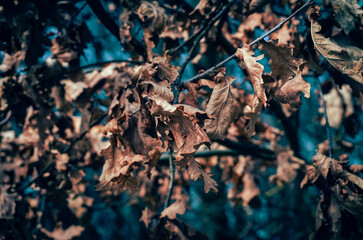 Poster - dry leaves blowing in the wind on a small oak tree in late winter