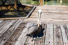 Brown Pelican (Pelecanus Occidentalis) Perched On A Dock Piling - Florida. Brown Pelican Close Up. Pelicans On A Pier In Florida.
