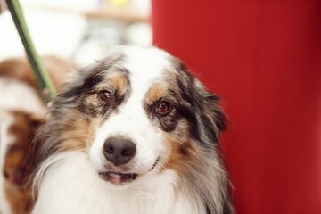 Poster - Furry white brown dog looking at the camera