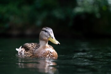 Sticker - Close-up shot of a duck swimming in a pond