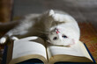 The white cat and the book