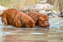Two Big Dogs, Bordeaux Great Danes Playing In The Water