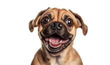 Happy Puppy Dog Smiling On Isolated On Transparent Background. Portrait Of A Cute Pug Dog. Digital Art	