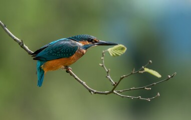 Wall Mural - Closeup shot of brightly colored kingfisher bird perched on tree branch on green blurred background