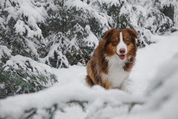 Wall Mural - Charming dog on walk in park. Aussie red tricolor. Christmas card with pet. Brown Australian Shepherd sits in winter in snowy forest among young fir trees and smiles.