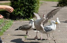 Hand Feeding European Herring Gulls (Larus Argentatus) In A Park