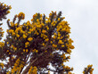 Ulex known as gorse, furze, or whin is a genus of flowering plants in the family Fabaceae. Gorse bush against a sky