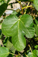 Wall Mural - fig leaf (ficus carica) with green fruit, isolated macro close-up stock photo image