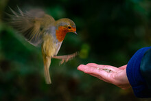Flying Robin Redbreast Lands On Woman's Hand For Seeds In London Park