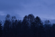 Tops Of Trees Against A Blue Sky In Rural Germany During Blue Hour On A Foggy Winter Night.