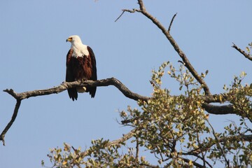 Canvas Print - Bald eagle perched on a tree against a blue sky