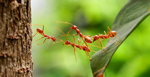 Ant Bridge Unity Team, Ants Help To Carry Food, Concept Team Work Together. Red Ants Teamwork. Unity Of Ants.	
