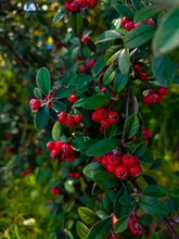 Vertical Shot Of Beautiful Red Cotoneaster Berries Growing In The Garden