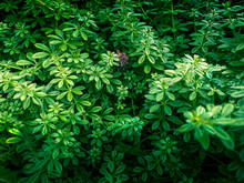 Green Sprouts In A Dense Bush