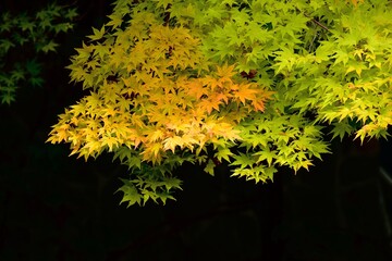 leaves