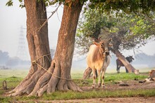 Closeup Shot Of A Cow Standing Under A Tree On A Grass Field On A Foggy Day