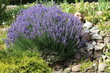 Cultivation of Lavandula angustifolia in the garden, Germany