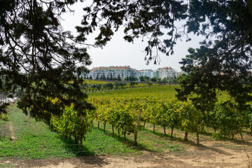 Wall Mural - Carcavelos Wine Region