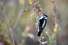 Closeup Of A Small Downy Woodpecker Bird, Picoides Pubescens On A Plant